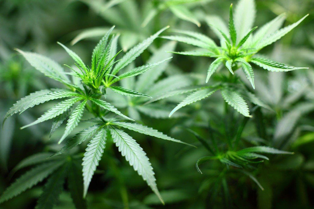 7 Facts You Didn’t Know About Hemp Wick