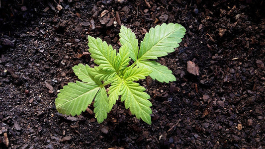 A Brief History of Herb (Cannabis)