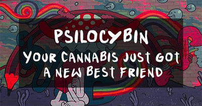 Psilocybin - Your Cannabis Just Got a New Best Friend