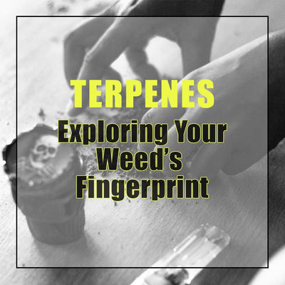 Terpenes - Exploring Your Weed’s Fingerprint
