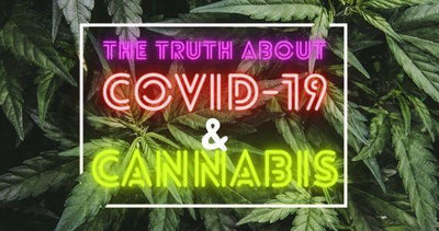 The Truth About Covid-19 and Cannabis